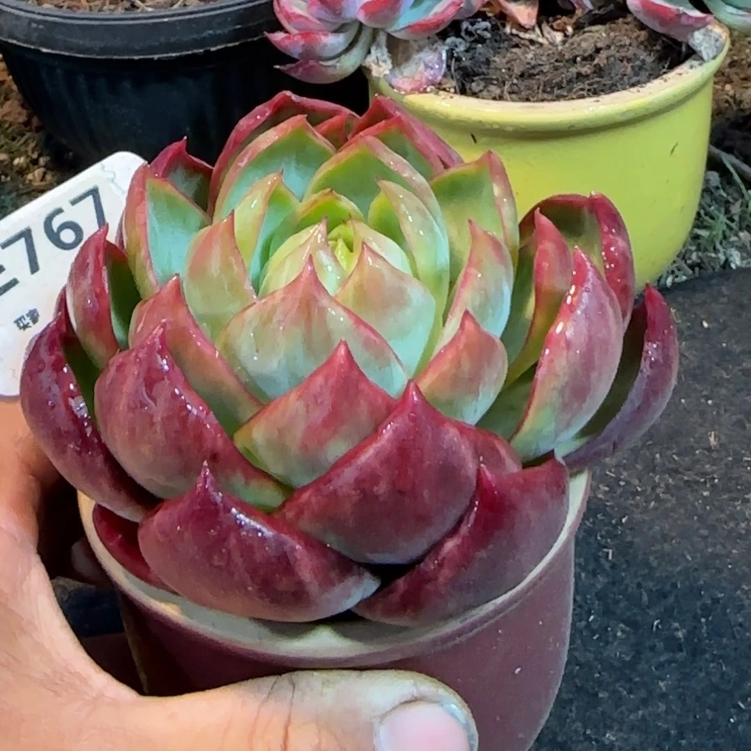 火焰惊鸿一物一拍包装收缩花旱767