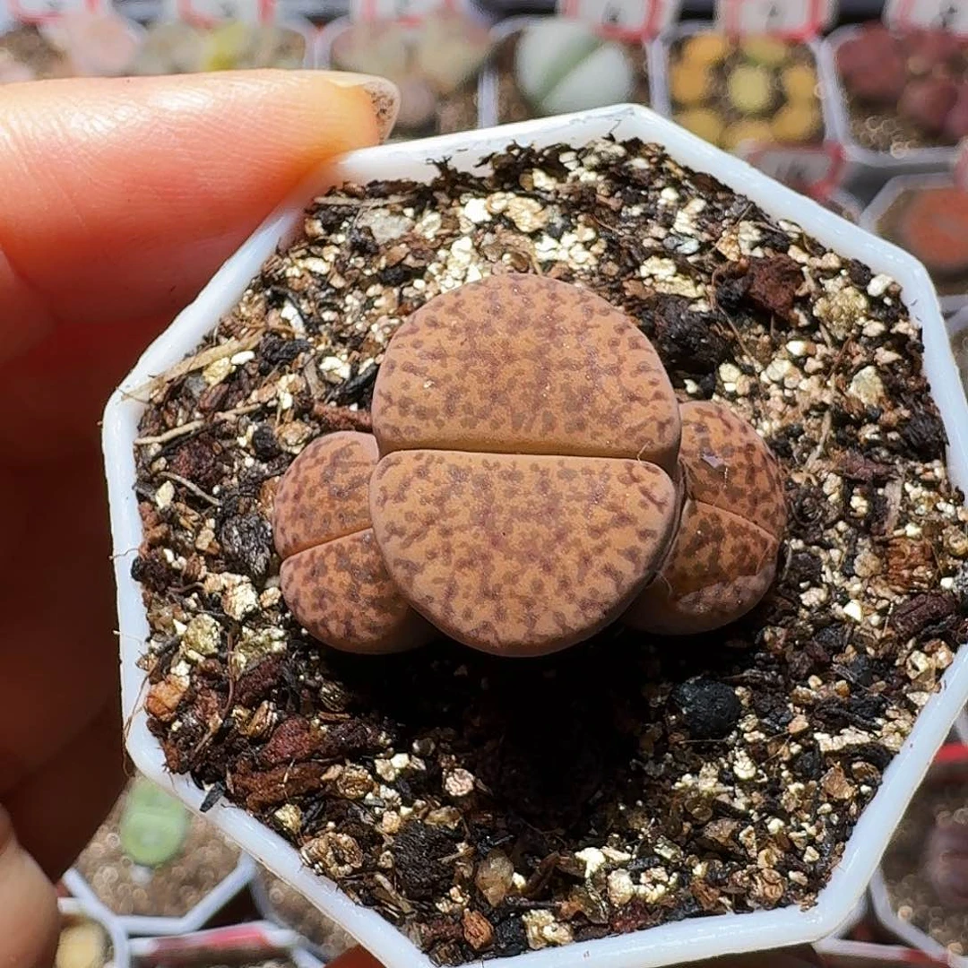 生石花23:：：。   132