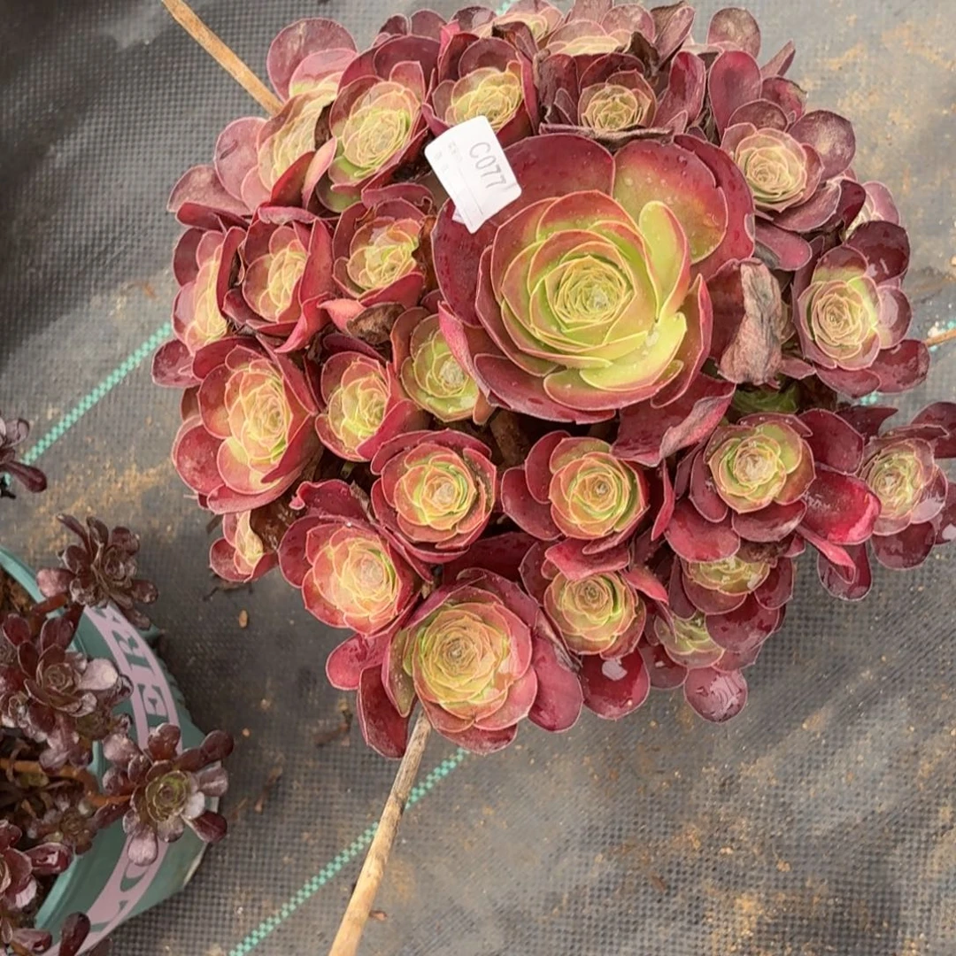 077魅金玫瑰多肉植物发货