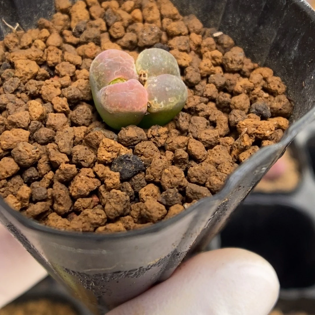 多肉植物肉锥杂交K-4639