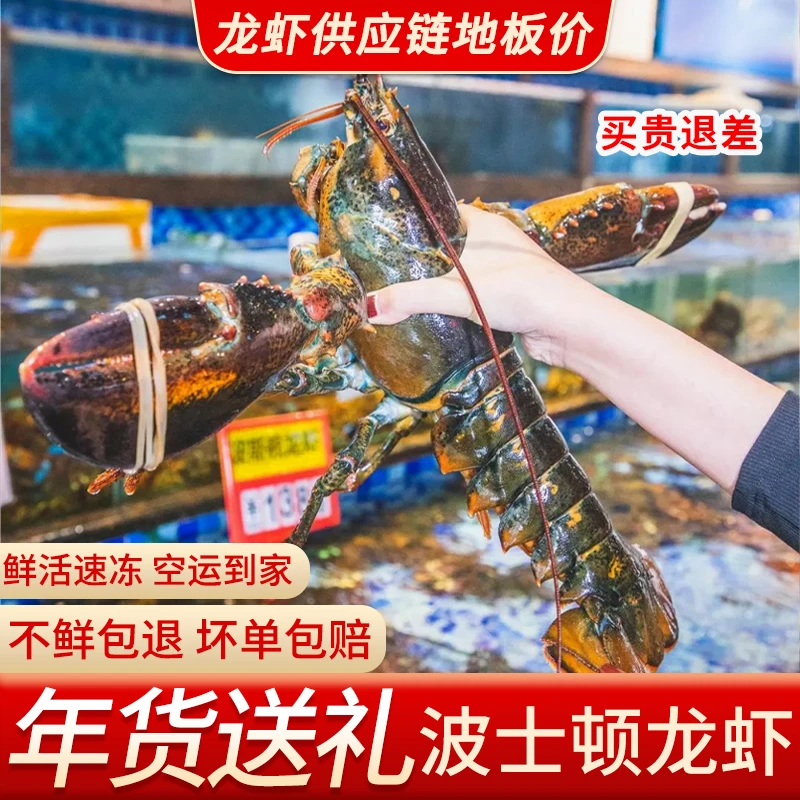 波士顿龙虾冷冻波斯顿澳洲大龙虾1-10斤（有保护性冰衣）