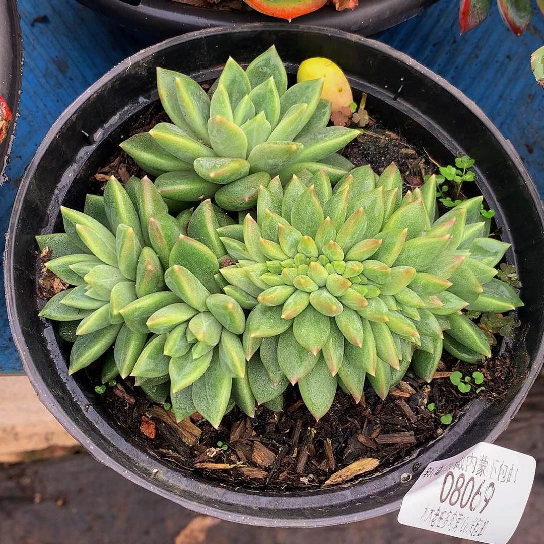 橙****     雪花美人缀多肉08069