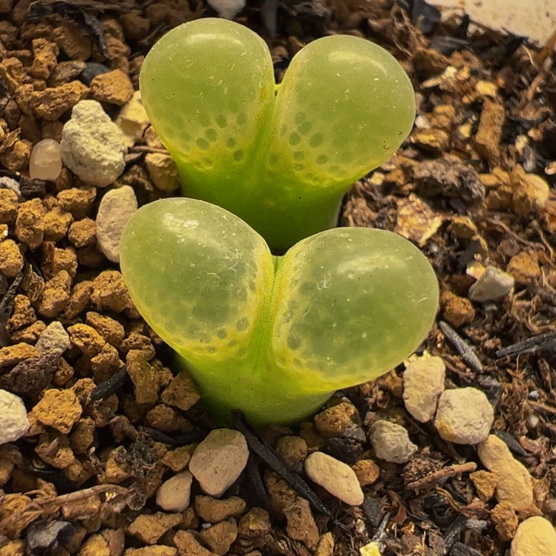 2251多肉植物种类多样