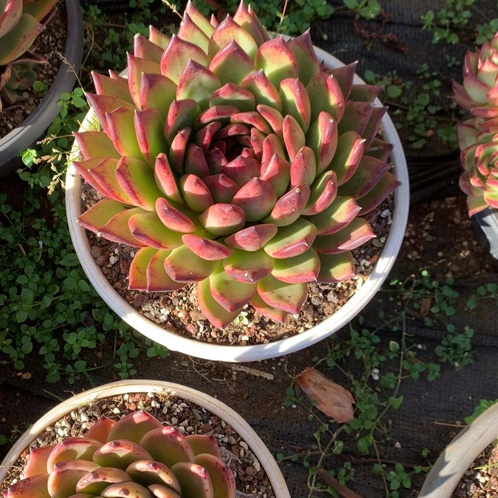 美肉特价活动开始啦