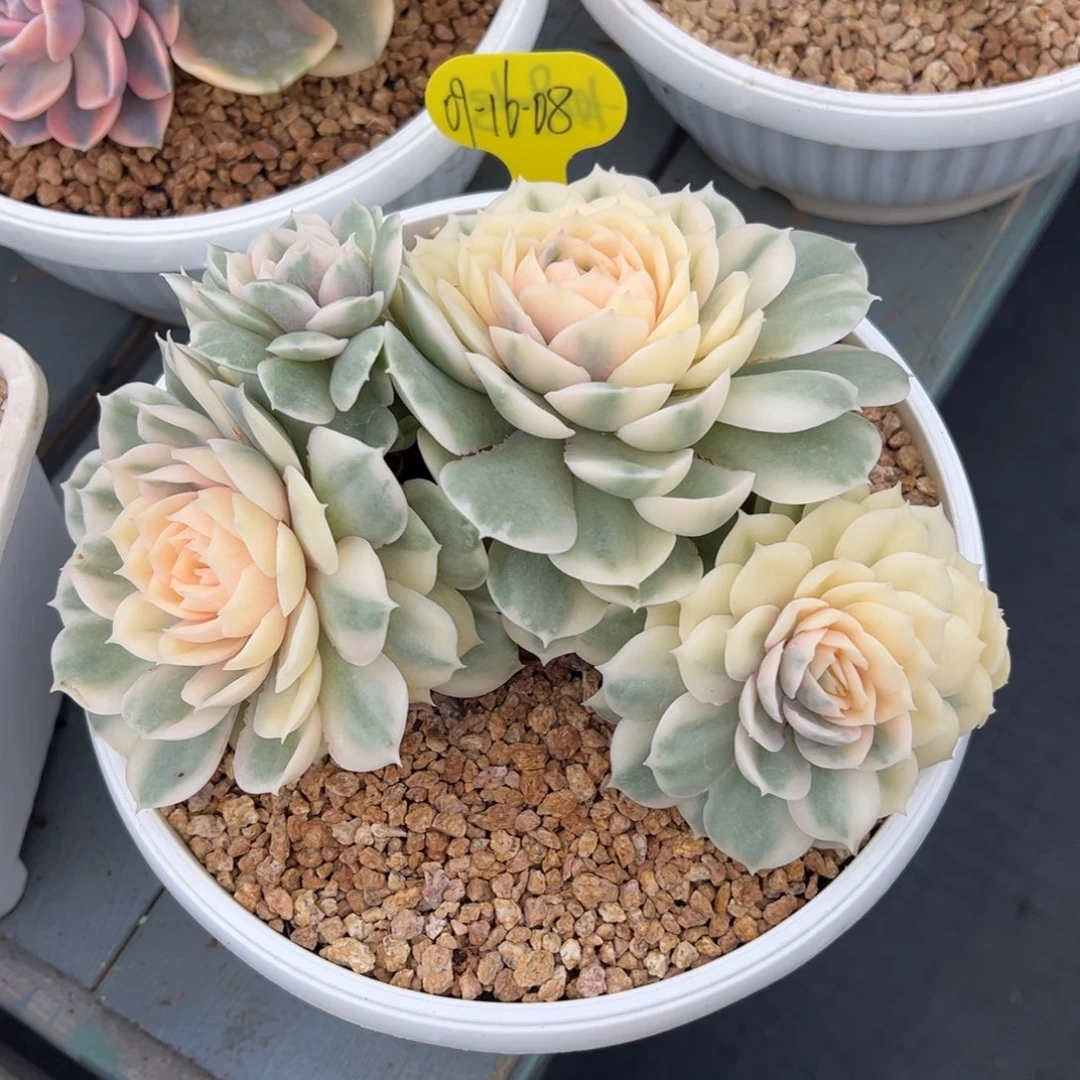 09-16-08昂斯诺锦多肉植物