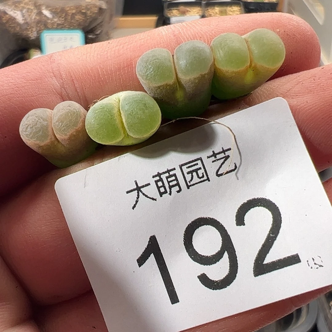 一物一拍。      192