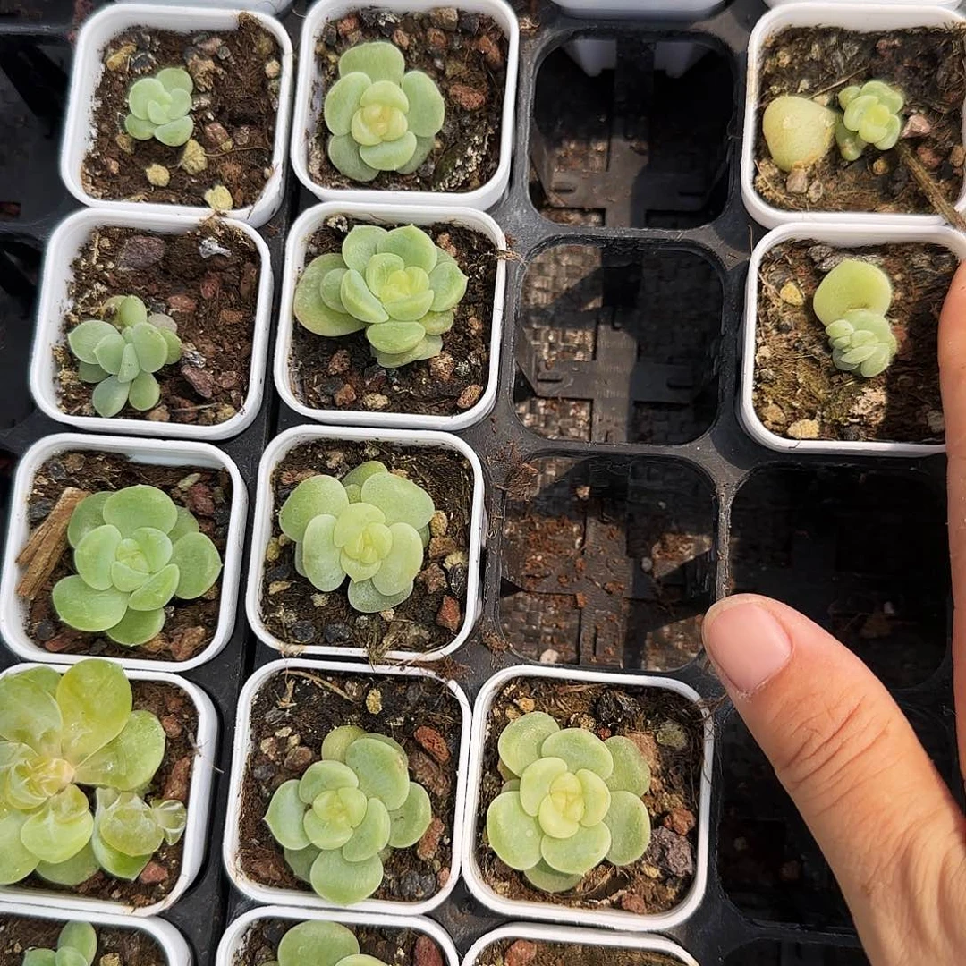 荔枝中苗盆6号床一个满25包邮