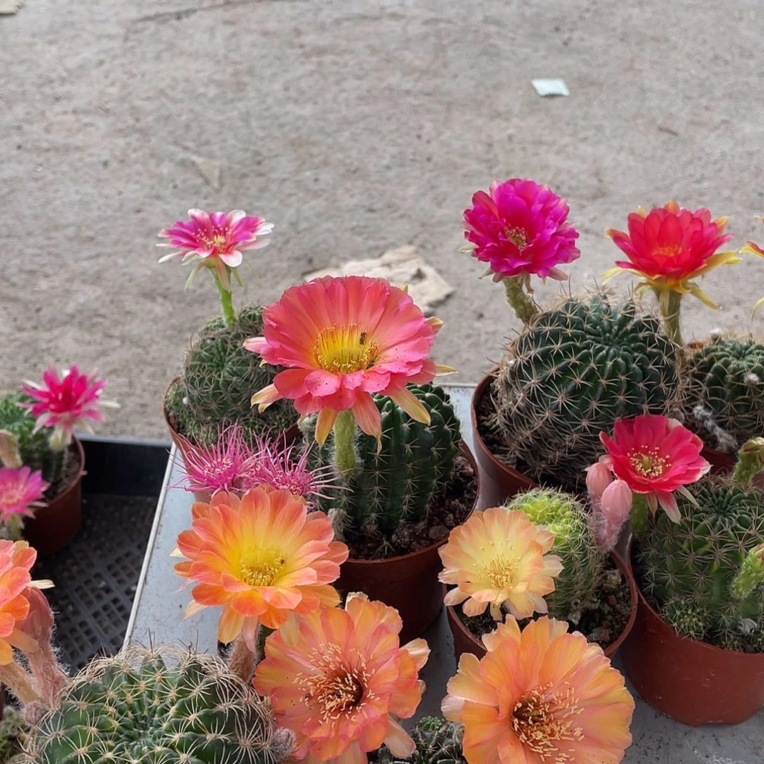 仙人球丽花摘花补差价