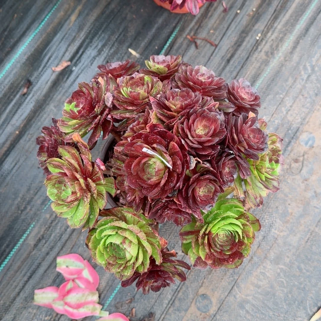 天**雨7555花月夜多肉多肉