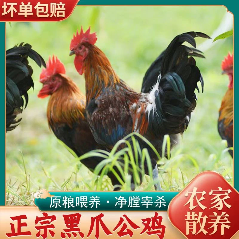 农家放养黑脚大公鸡净膛1只4.5左右