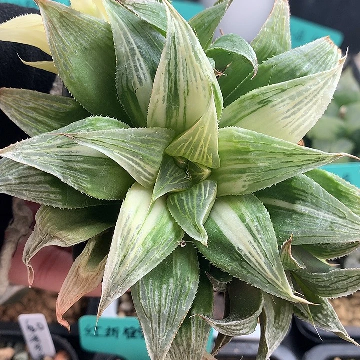 芭提雅寿锦一物一拍