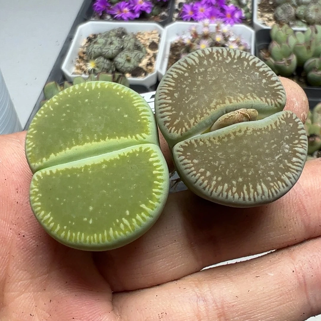【闪购商品】 045。