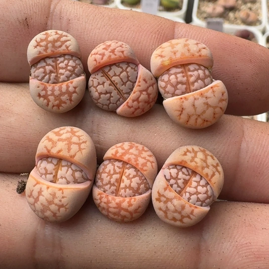 晓*G707粉爪寿丽二代三年