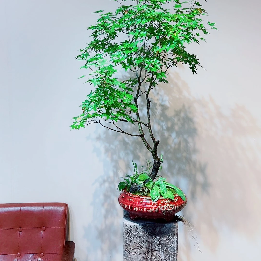 杰***海岛石枫一物一拍