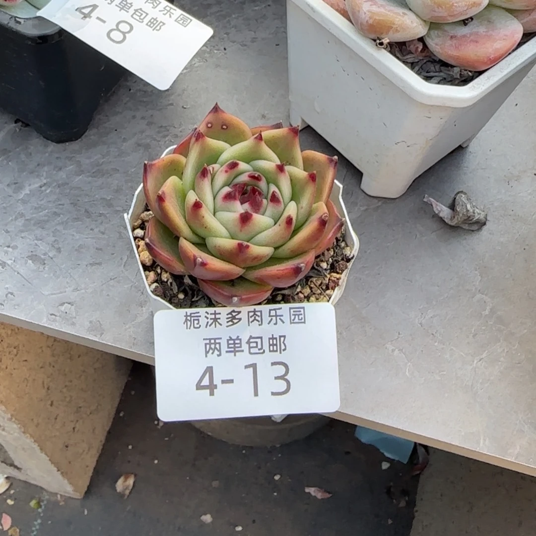 4-13超级蓝龙多肉植物