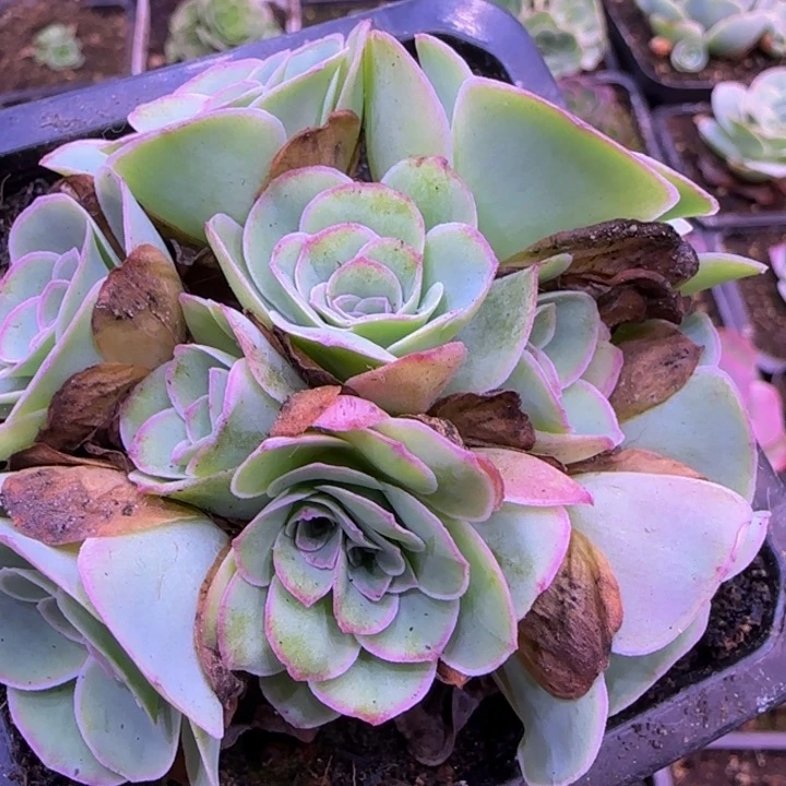 朵朵绣球265565655525268565556