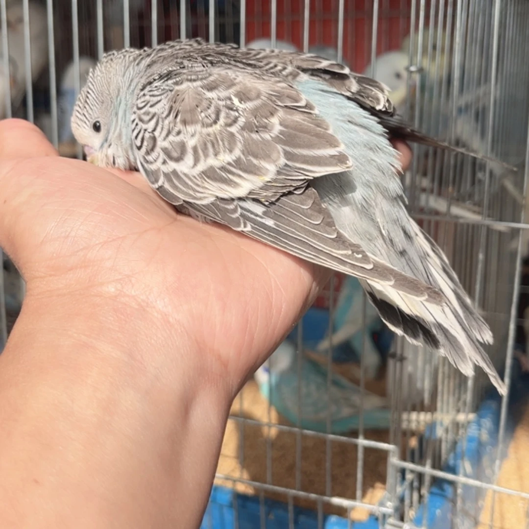 心***）虎皮鹦鹉我们都是好孩子呀