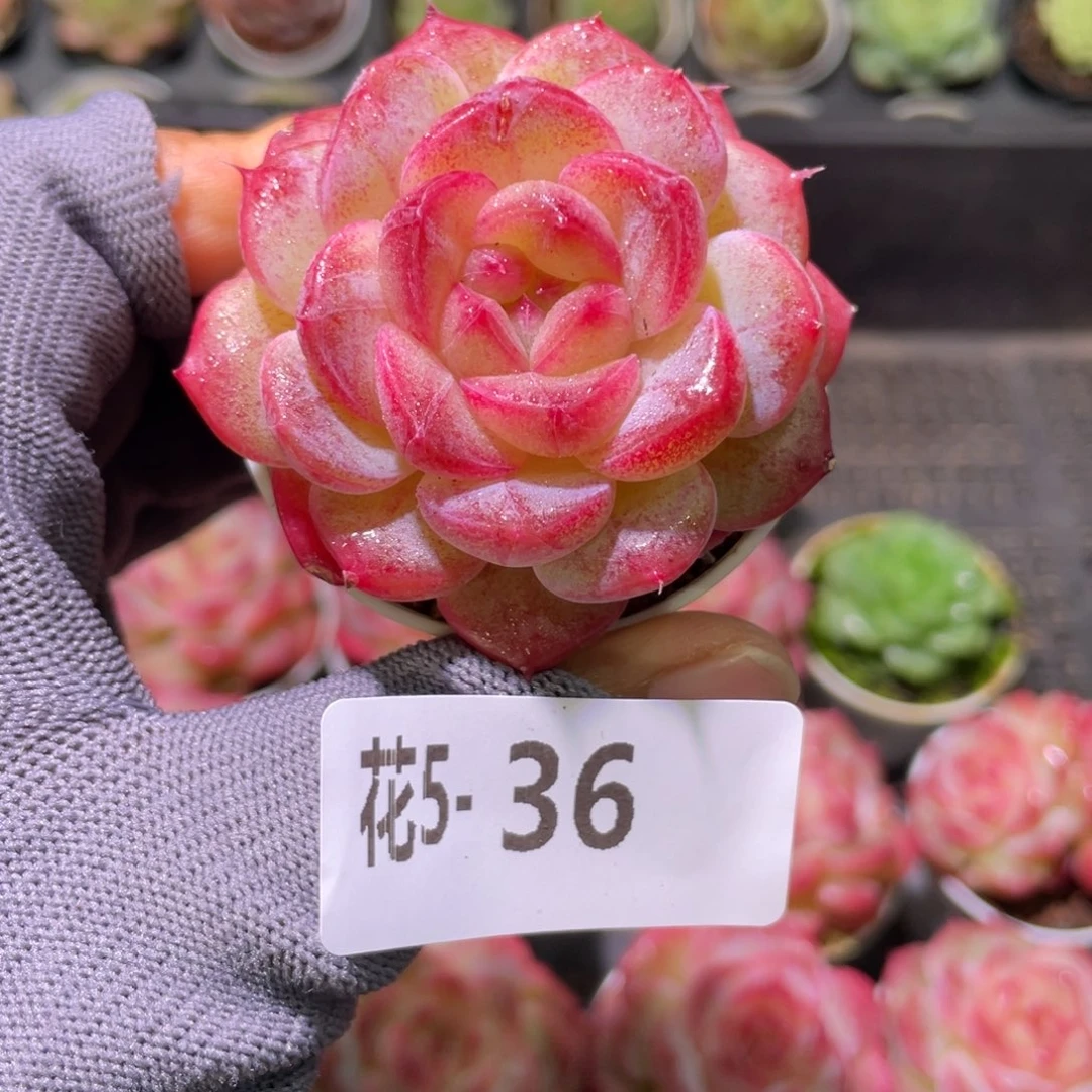 花利美 5-36朝露