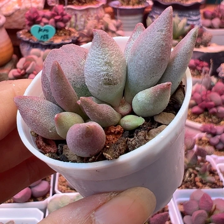 一物一拍，感谢支持