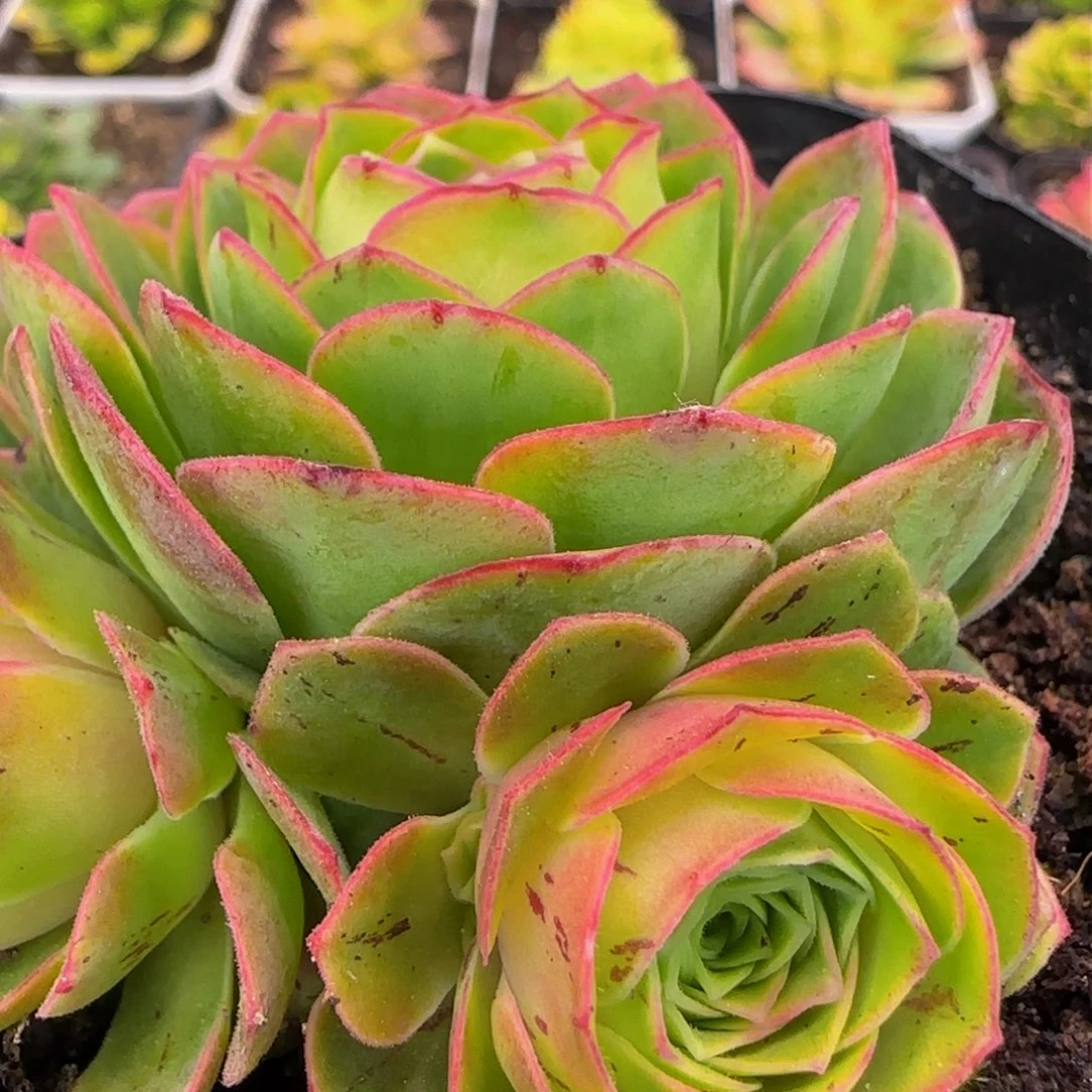 清秋侧芽1135386834686863