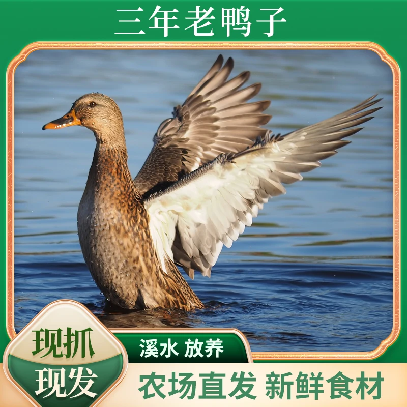 【小杨妹】 农家放养土鸭3年老鸭子单只净重5-6斤