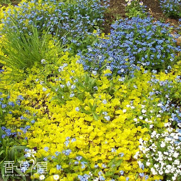 金叶过路黄 多年生地被植物 适合盆栽 吊盆