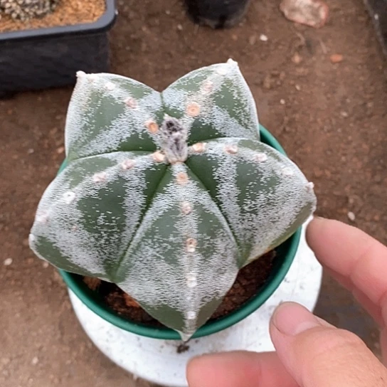 一个大鸾凤玉仙人球