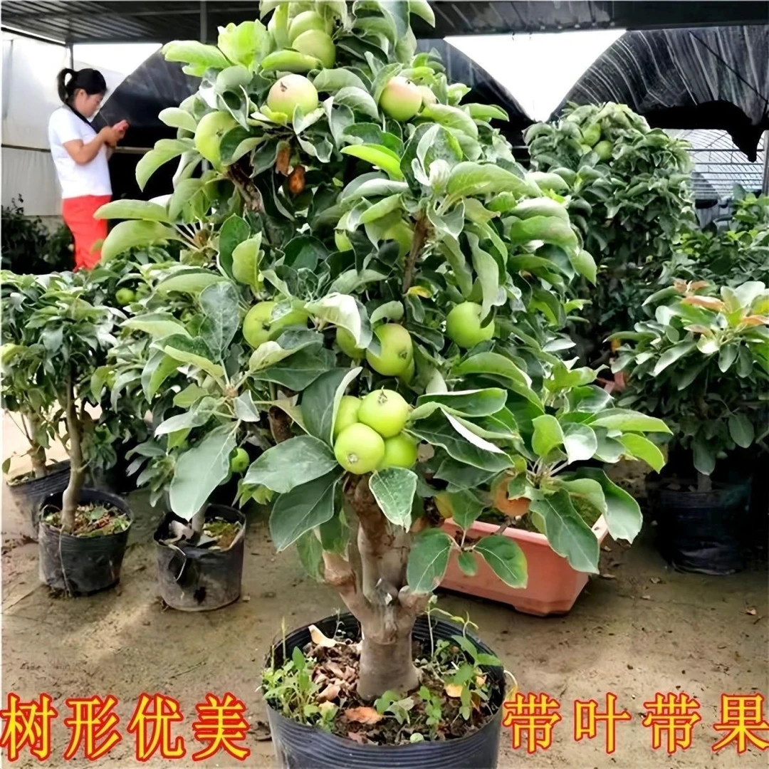 矮化盆栽富士苹果鸡心果适合南北方种植
