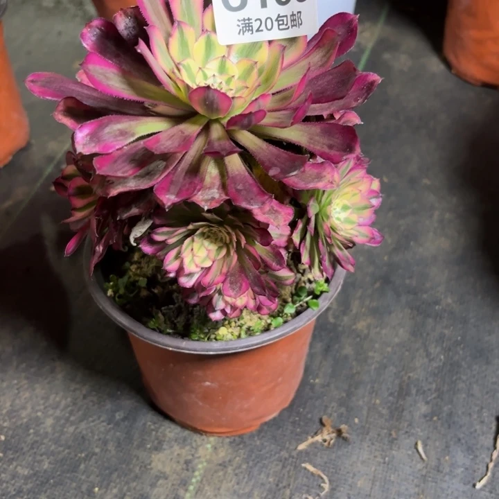 瑞妈一物一拍 166