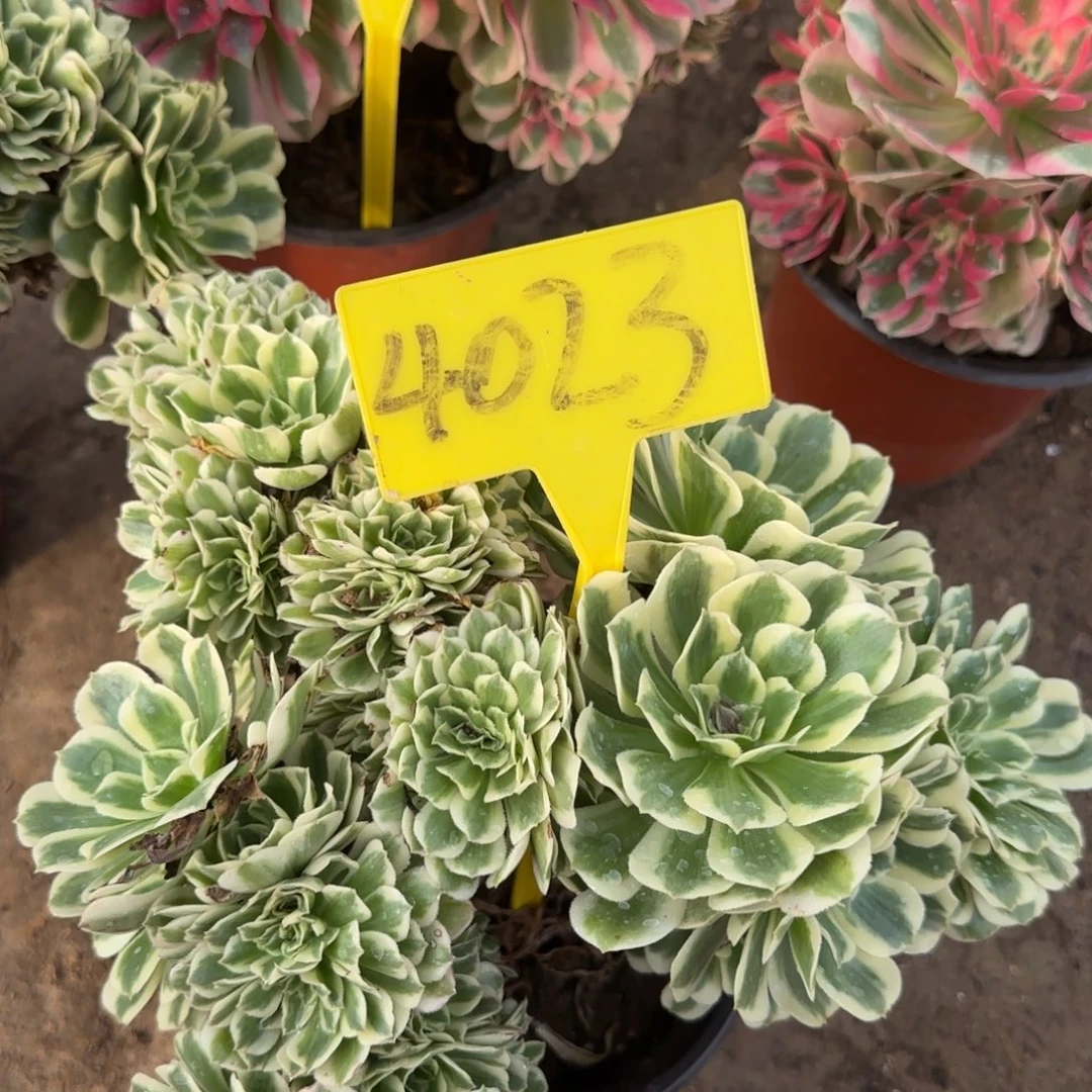 4023---迈巴赫缀化老桩