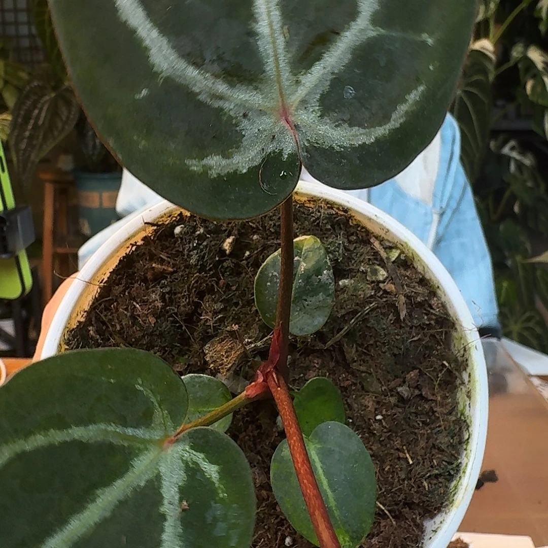 不开花植物K91紫水晶杂米歇尔