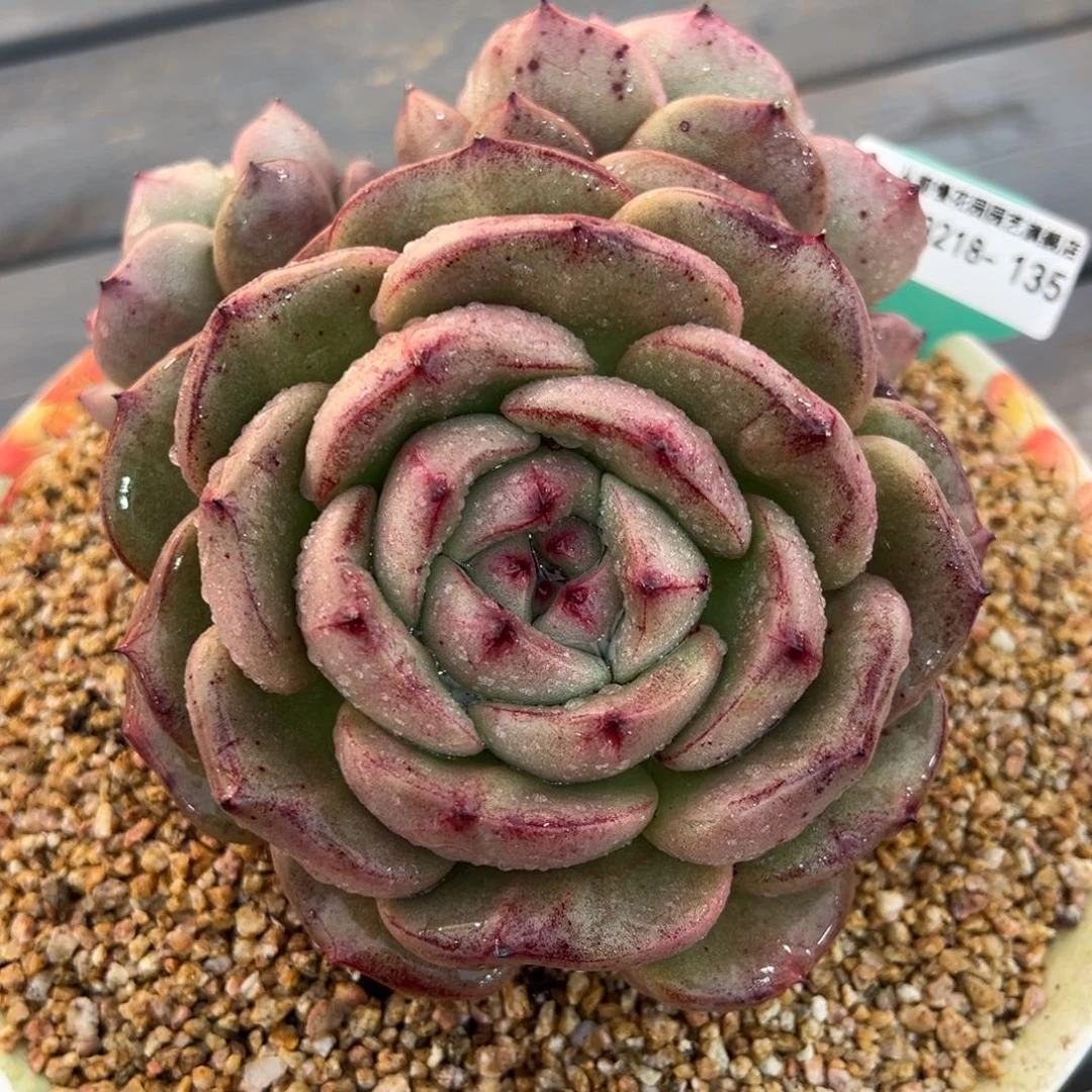 从前慢多肉精选编号0218.135鸳鸯群三头