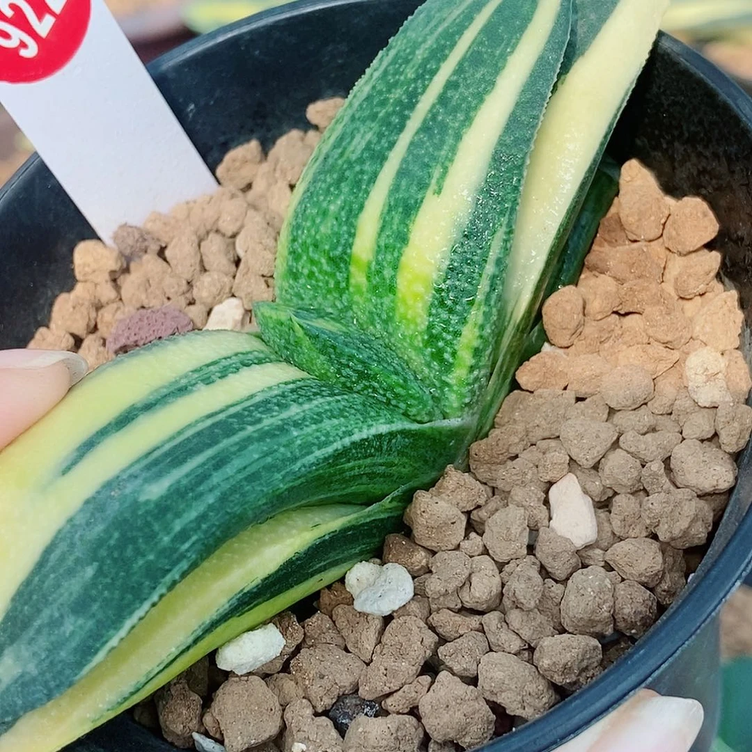 w***y全部花苞922卧牛实生锦带盆发货