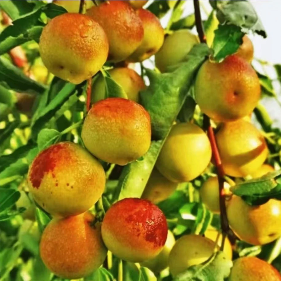 a冰糖冬枣 沾化冬枣脆甜无渣南方北方种植庭院 枣树果树苗