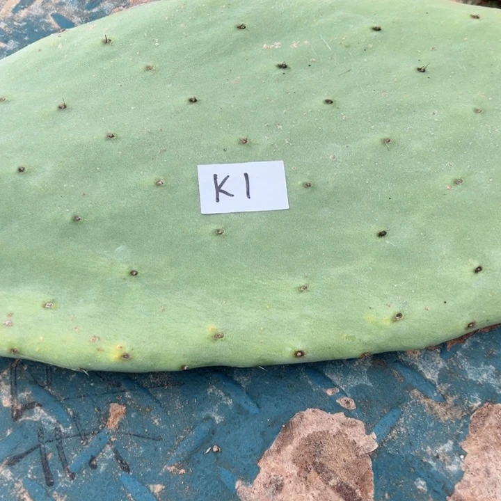 夕*红K1米邦塔叶片一个28