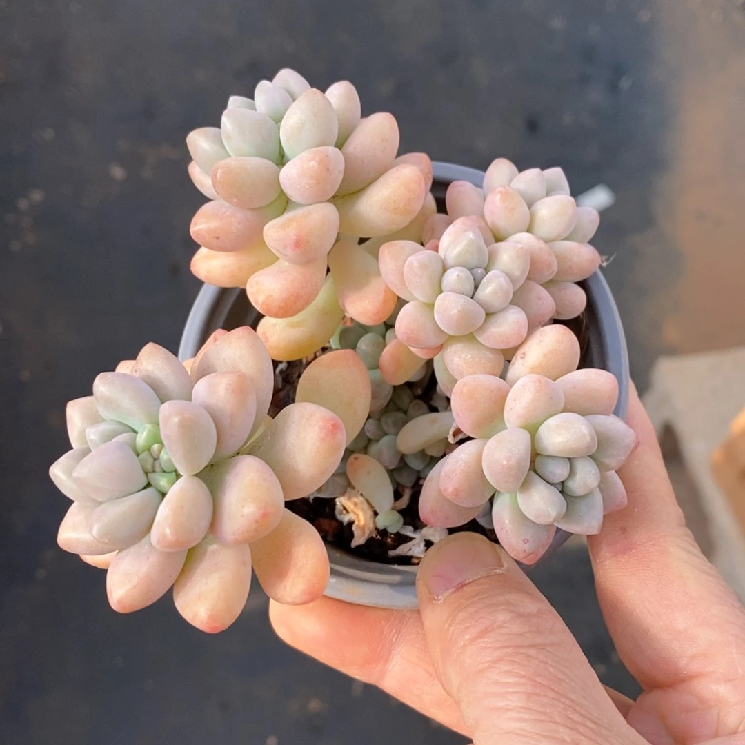 精品多肉一物一拍不包整15