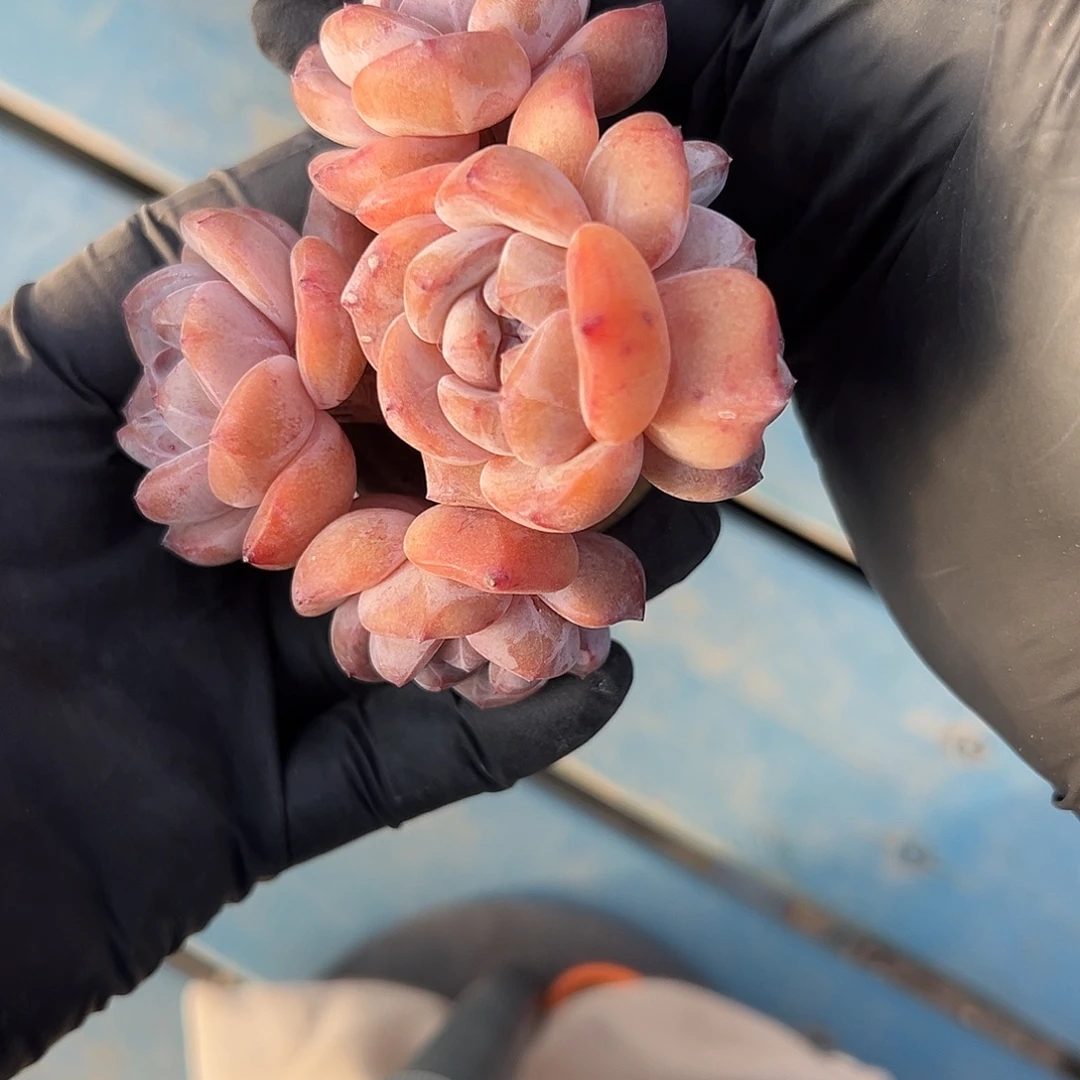 5头星影带盆发的时候