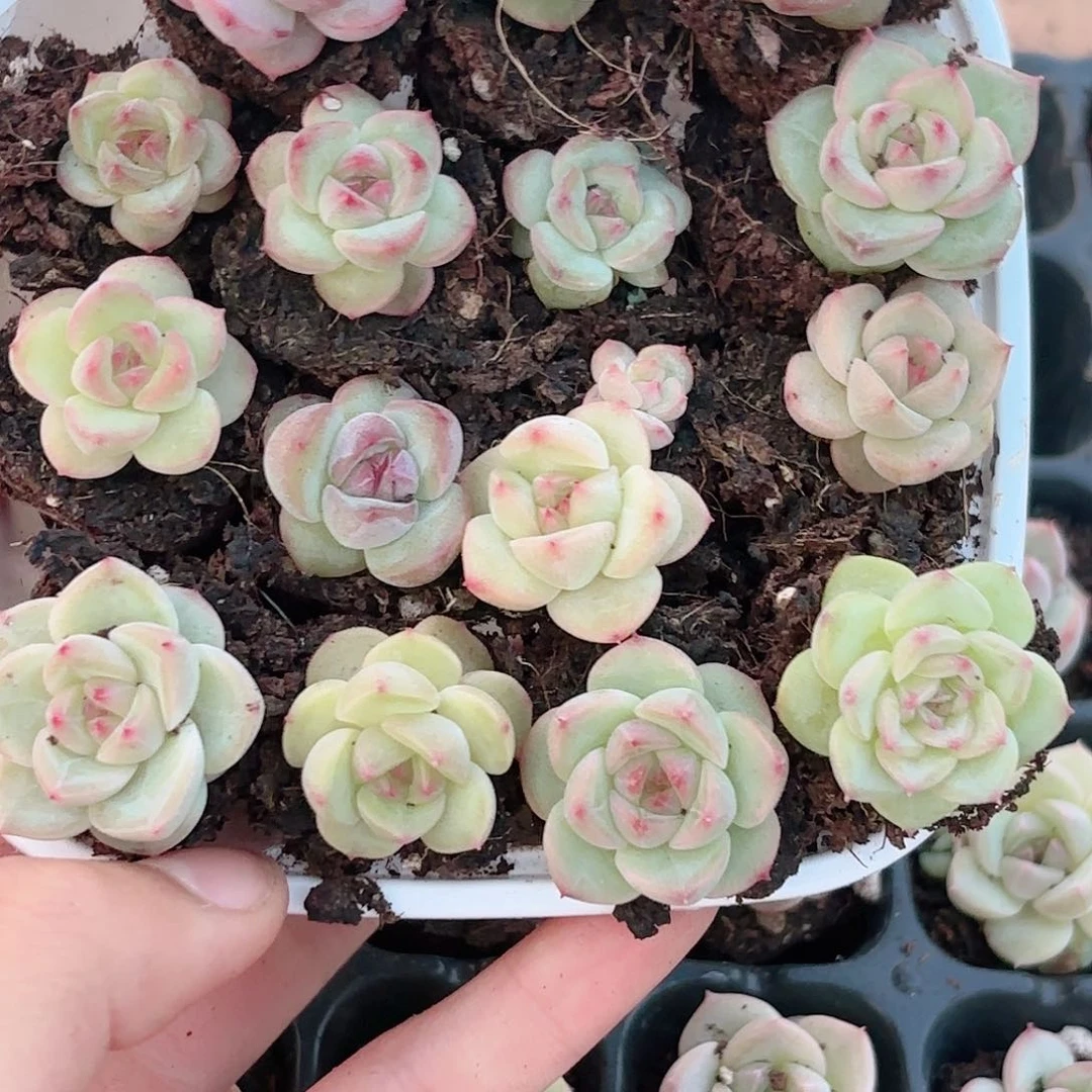有****）414 如图品质21颗新疆西藏内蒙不发货