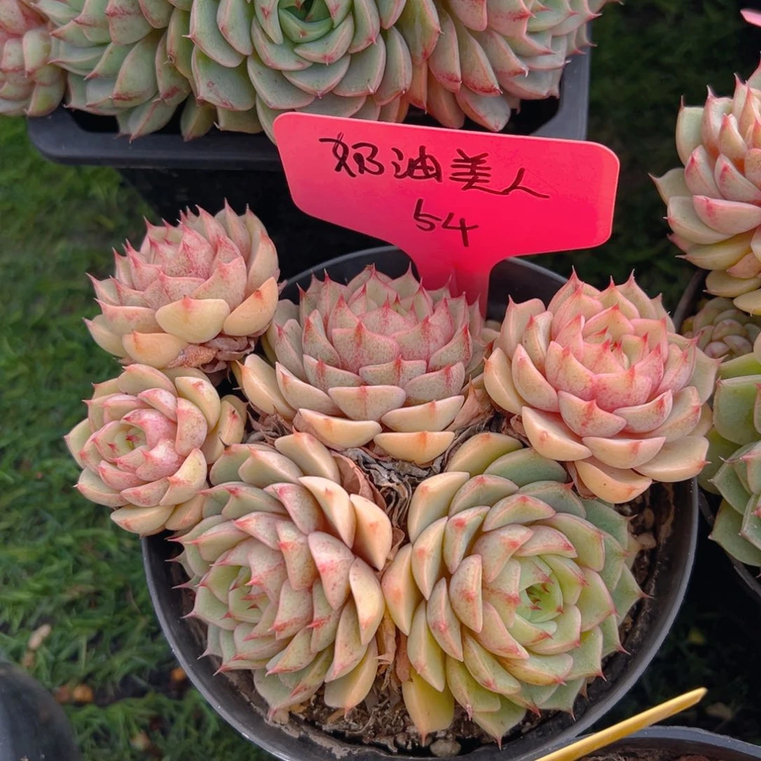 福利来啦打榜啦打