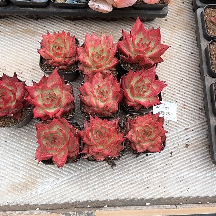 灿***肉0527-83牛肉丝锦10颗