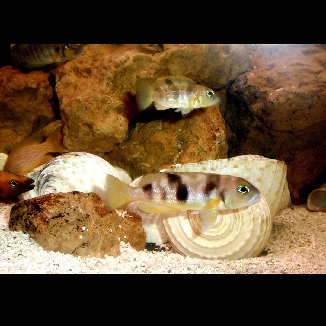 小型热带观赏鱼 慈鲷鱼 黄帆一点贝 好养易活