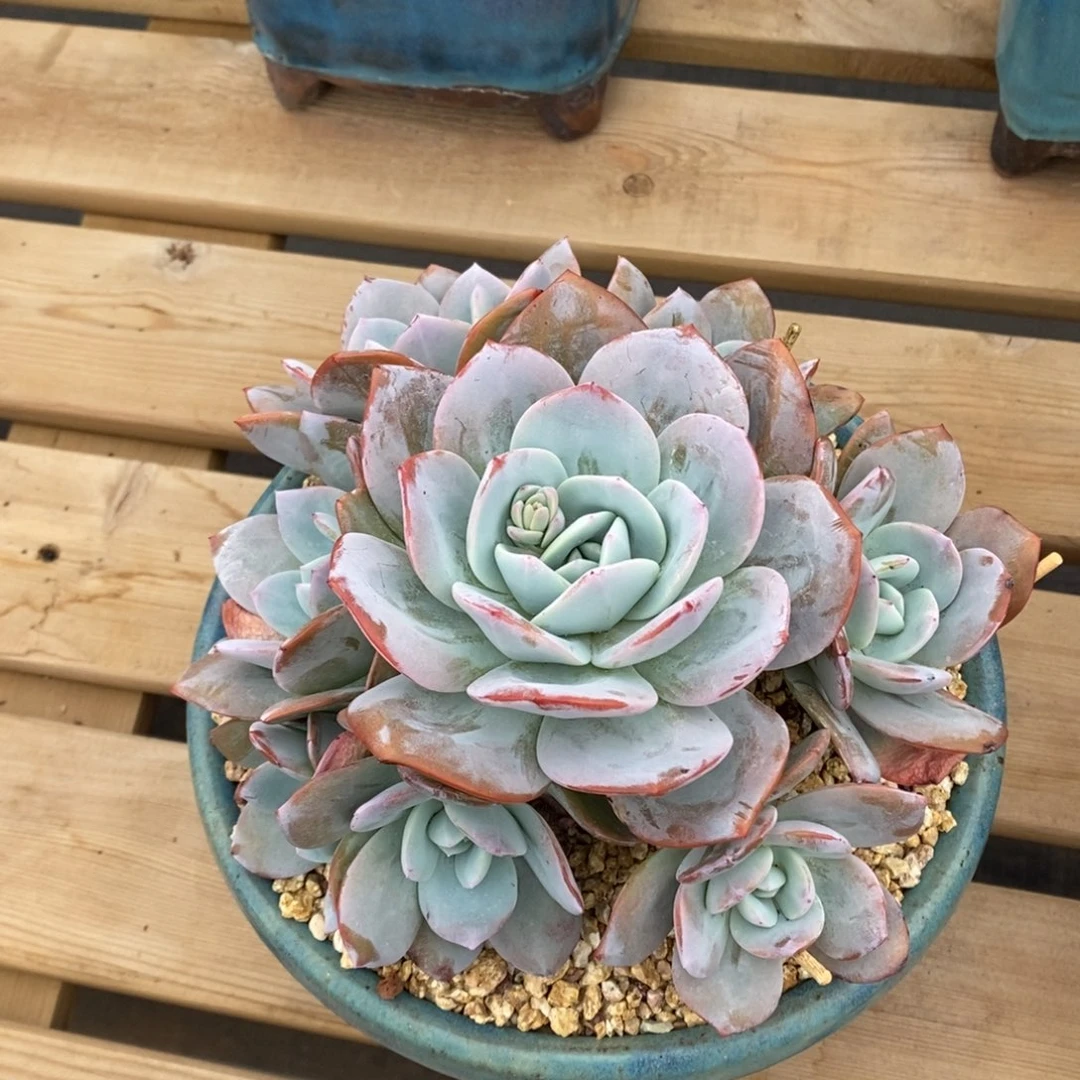 捧花奶茶  8捧1。