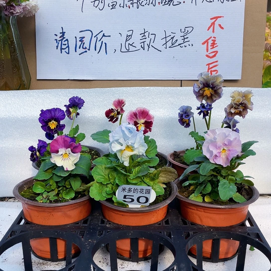 大部分花苞少量开放50