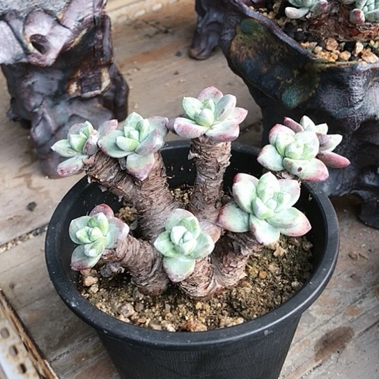 苹果叶仙女棒杯杯