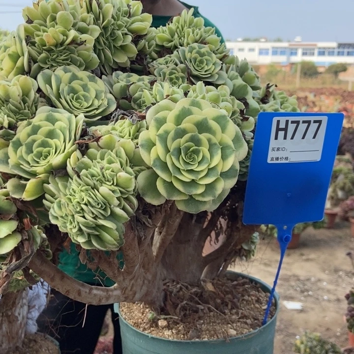 张***姐777卖巴赫老桩老桩老桩