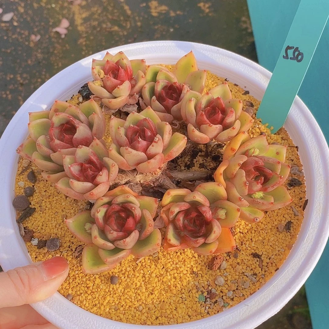 550多肉植物老桩