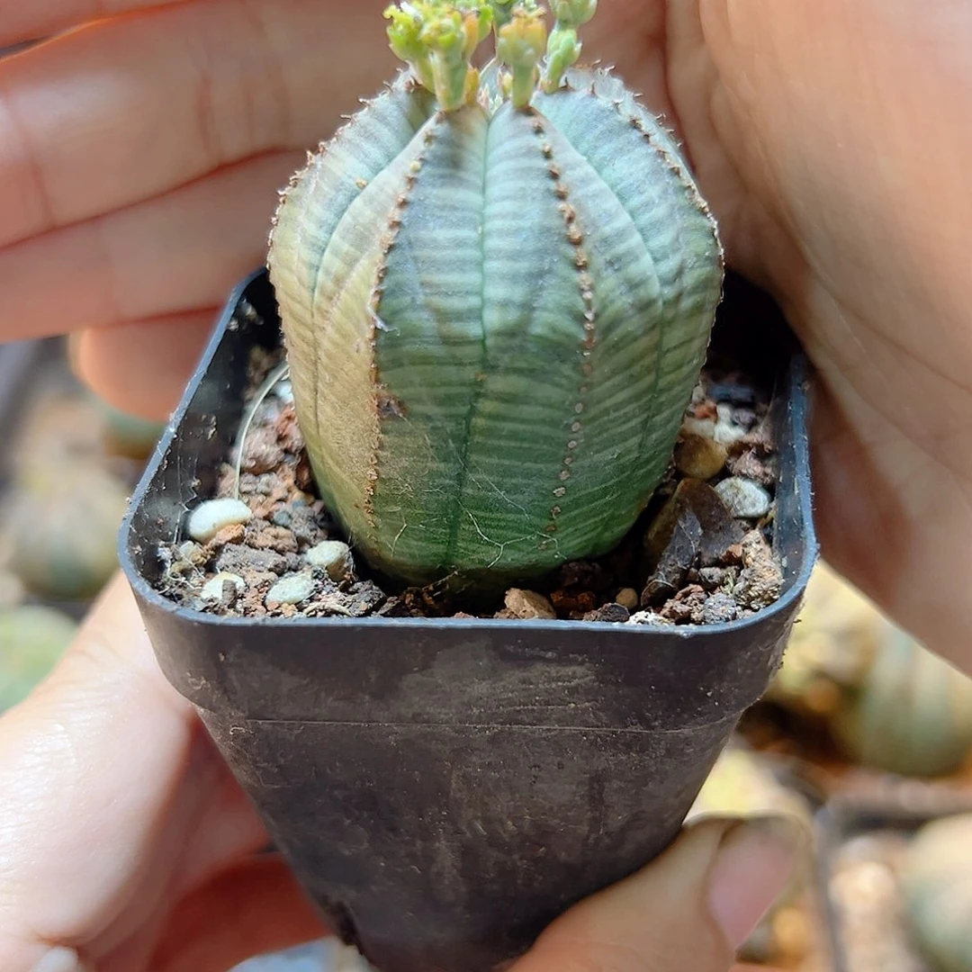 自根欧布3.2公分带盆