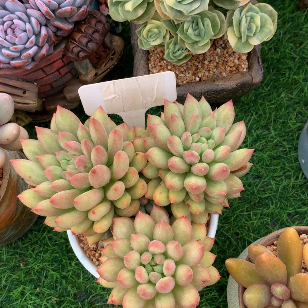 冉***姐燕子多肉植物62627