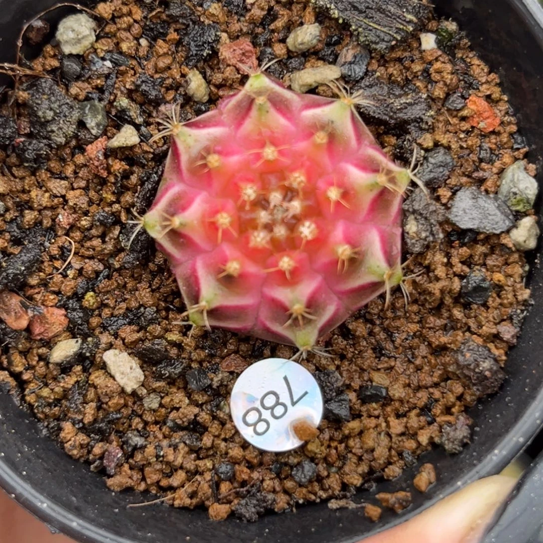 788 梦想轮回 带盆土发货