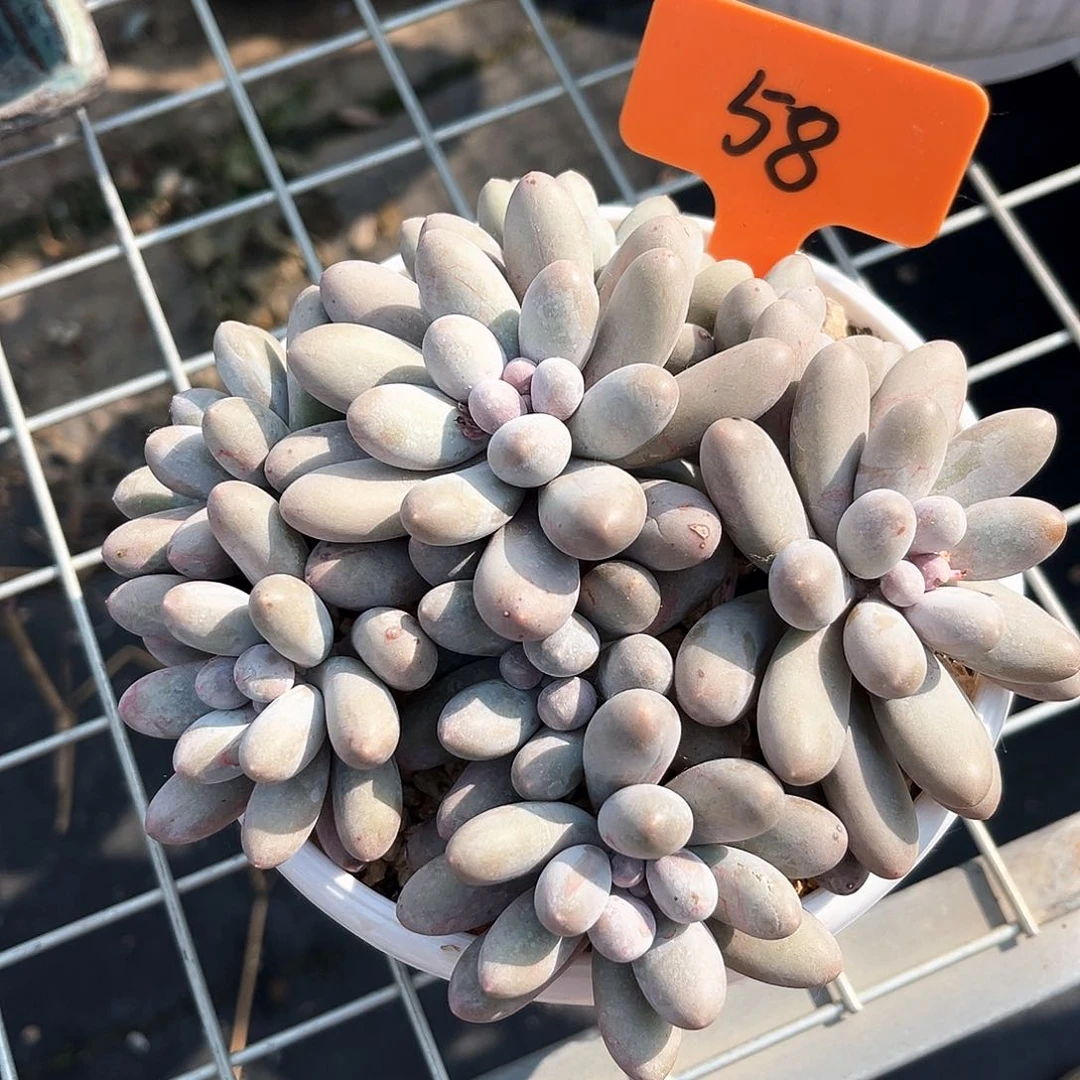 黄体大叶汤圆58号码牌子的